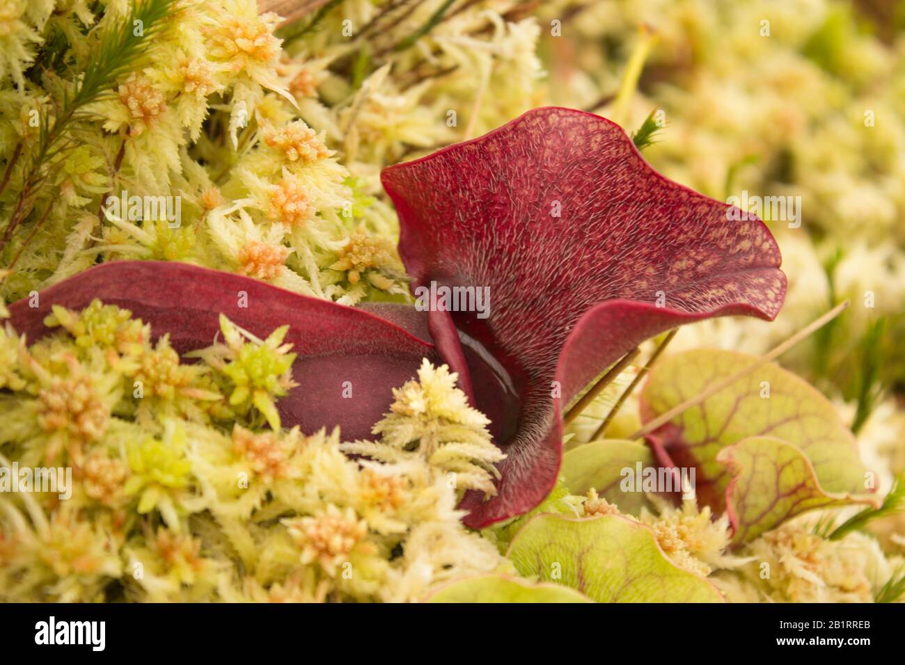 Purpurpflanze (Sarracenia Purpurea) Stockfoto