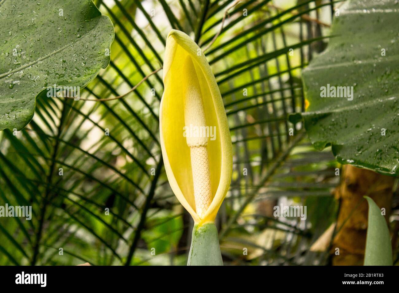 Alocasia blume -Fotos und -Bildmaterial in hoher Auflsung  Alamy