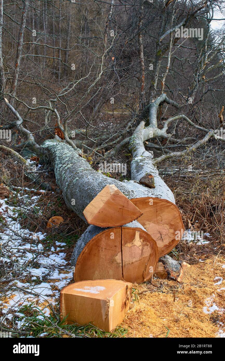RIVER SPEY ABERLOUR SCOTLAND BEI WESTER ELCHIES EIN GEFALLENER BUCHBAUM FAGUS SYLVATICA FRÜHJAHR MIT SCHNEE AUF DEM BODEN Stockfoto