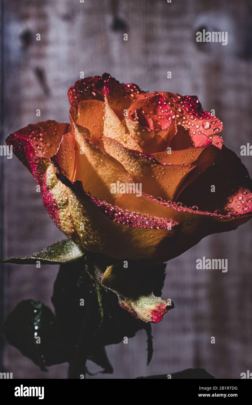 Blumen mit Wassertropfen Stockfoto