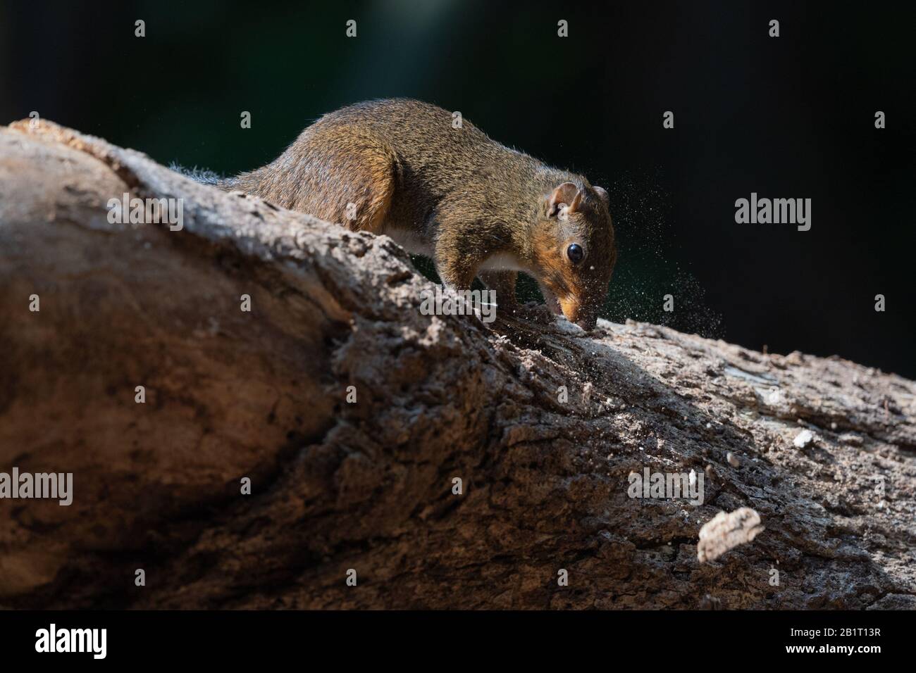 Die asiatische Rot ist Eichhörnchen (Dremomys rufigenis) ist eine Nagetierart aus der Familie Sciuridae. Es ist in Kambodscha, China, Indien, Laos, Malay gefunden Stockfoto