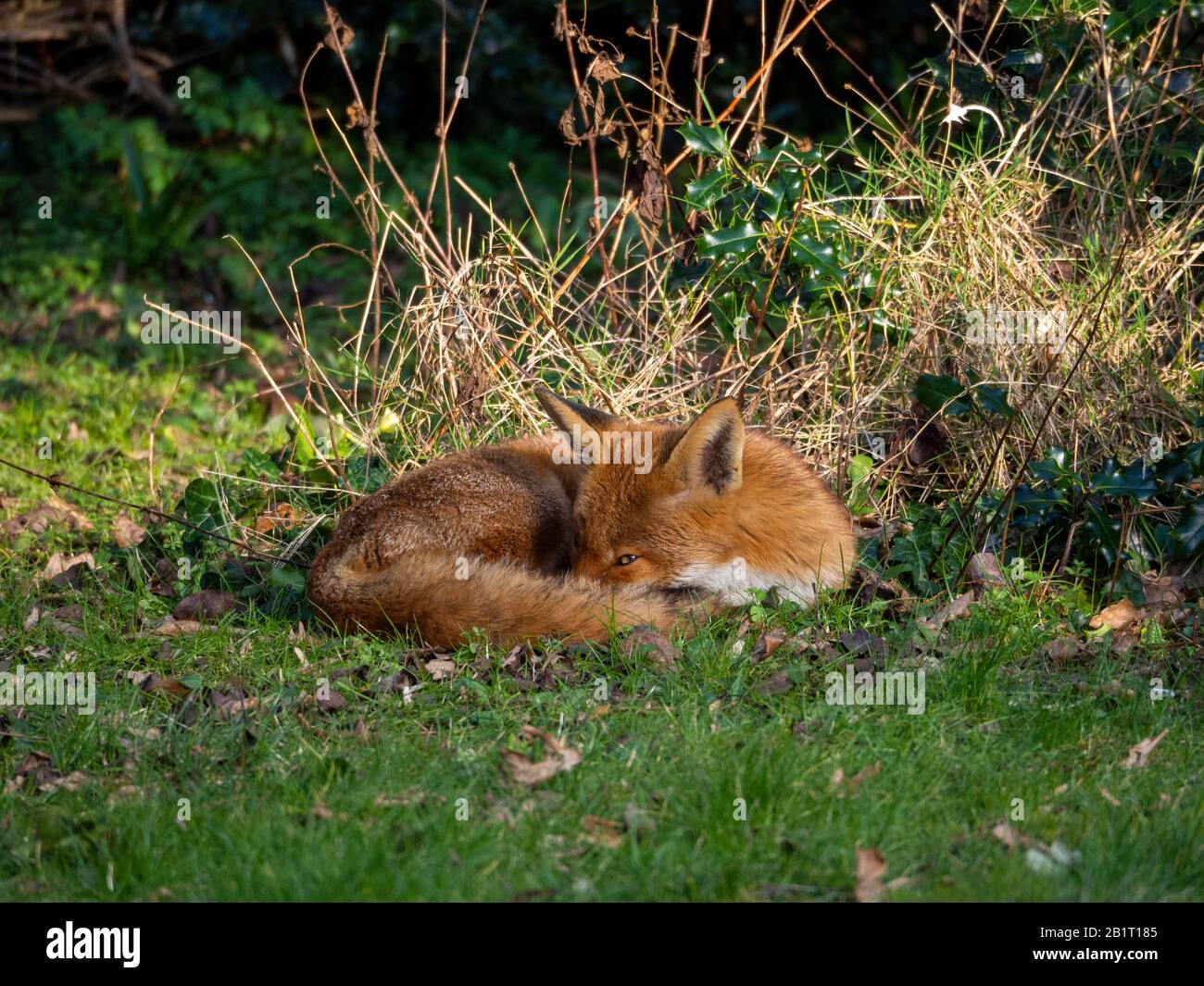 Wilder Hundefuchs schläft im Morgensonne im Garten im Frühjahr.Einer von einer Reihe schöner Fuchs mit aufmerkenden Ohren und gesundem Ingwerfell. Stockfoto