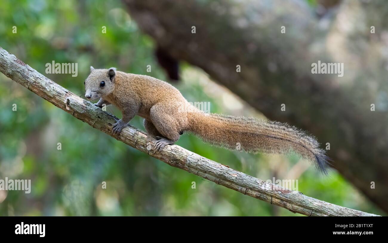 Das Graubächelhörnchen (Callosciurus caniceps) ist eine Nagetierart in der Familie Sciuriden. Sie kommt in Wald, Plantagen und Gärten in T vor Stockfoto