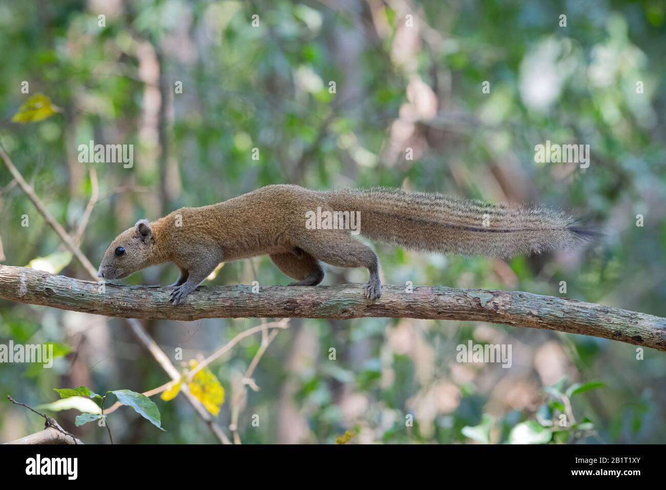 Das Graubächelhörnchen (Callosciurus caniceps) ist eine Nagetierart in der Familie Sciuriden. Sie kommt in Wald, Plantagen und Gärten in T vor Stockfoto