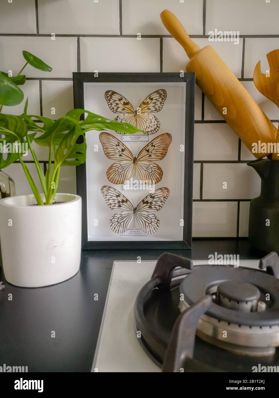 Schwarz-weiße, mit U-Bahn geflieste Küche mit zahlreichen Pflanzen und gerahmten taxidermen Insektenarten Stockfoto