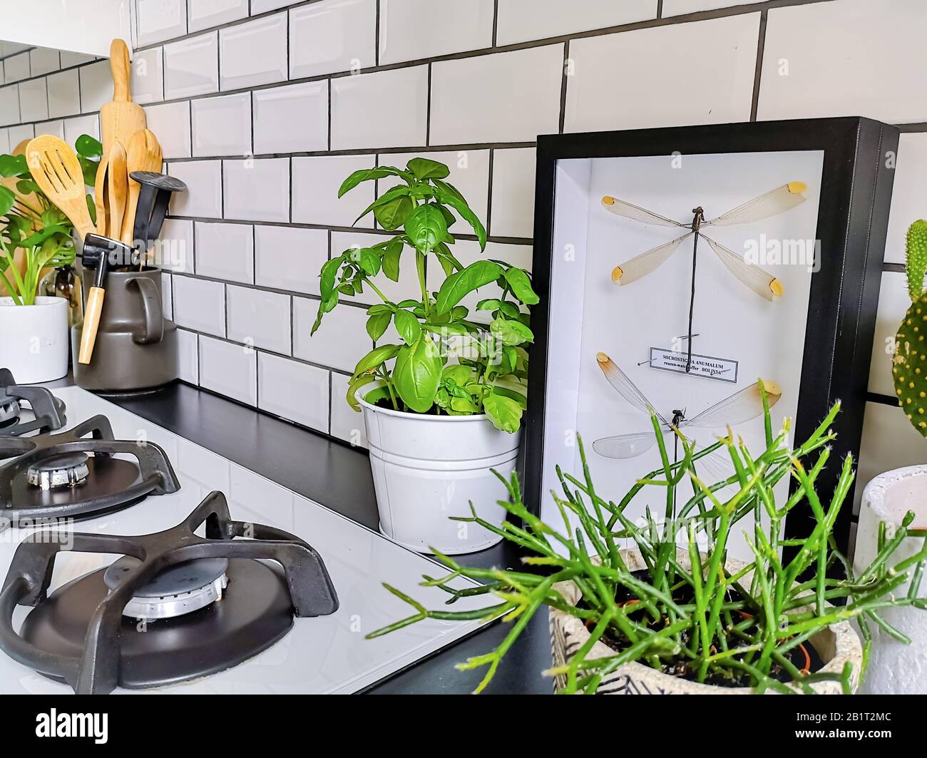 Gerahmte taxidermy dragonfly Art in einer schwarz-weißen U-Bahn gefliesten Küche mit zahlreichen Pflanzen Stockfoto
