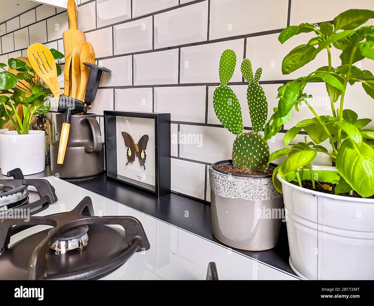Schwarz-weiße, mit U-Bahn geflieste Küche mit zahlreichen Pflanzen und gerahmten taxidermen Insektenarten Stockfoto