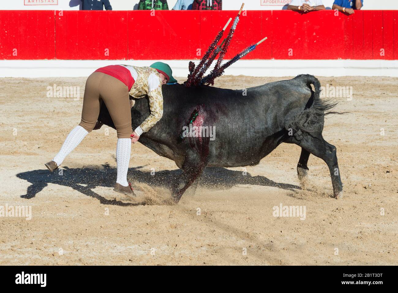 Stierkampf in Alcochete. Forcado anspruchsvolle ein Stier und versuchen, es zu stoppen, Stiere sind nicht während der stierkampf, Setúbal Alcochete, Provinz, Port getötet Stockfoto