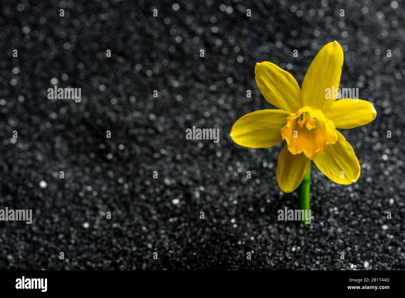 Daffodil, Tete Tete, wächst in schwarzem Sand und trotzt allen Chancen, unter widrigen Bedingungen zu überleben. Stockfoto