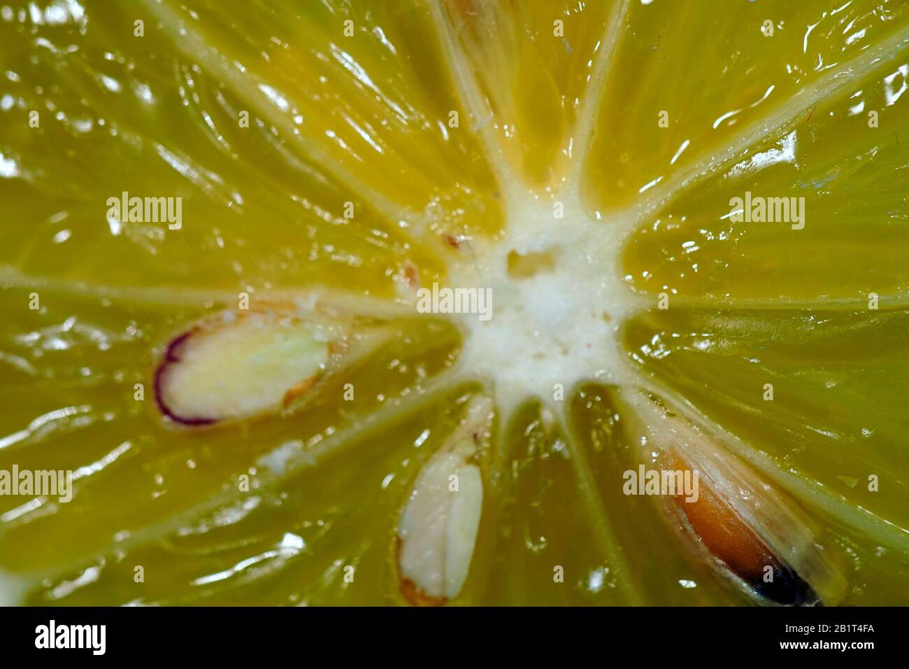 Nahaufnahme - Makrofoto der Mitte einer frischen reifen Zitronenscheibe Stockfoto