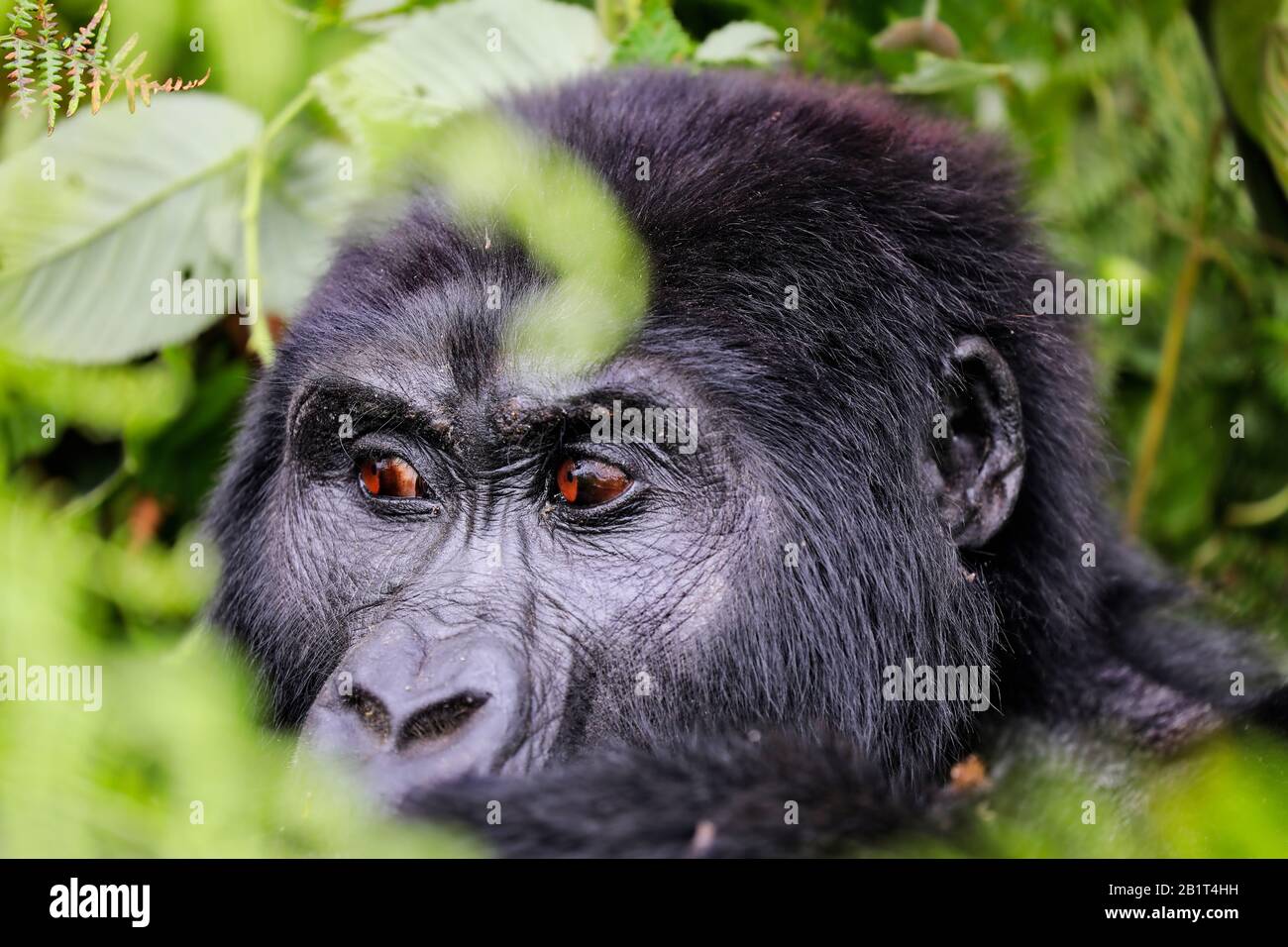 Berg-Gorilla am Bwindi Undurchdringlichen Nationalpark Uganda (Gor Stockfoto