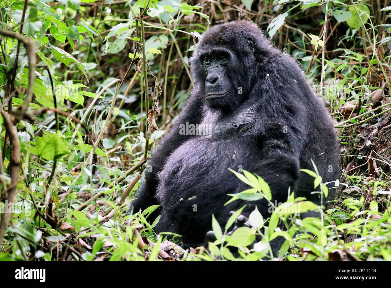 Old Mountain Gorilla am Bwindi Undurchdringlichen Nationalpark U Stockfoto