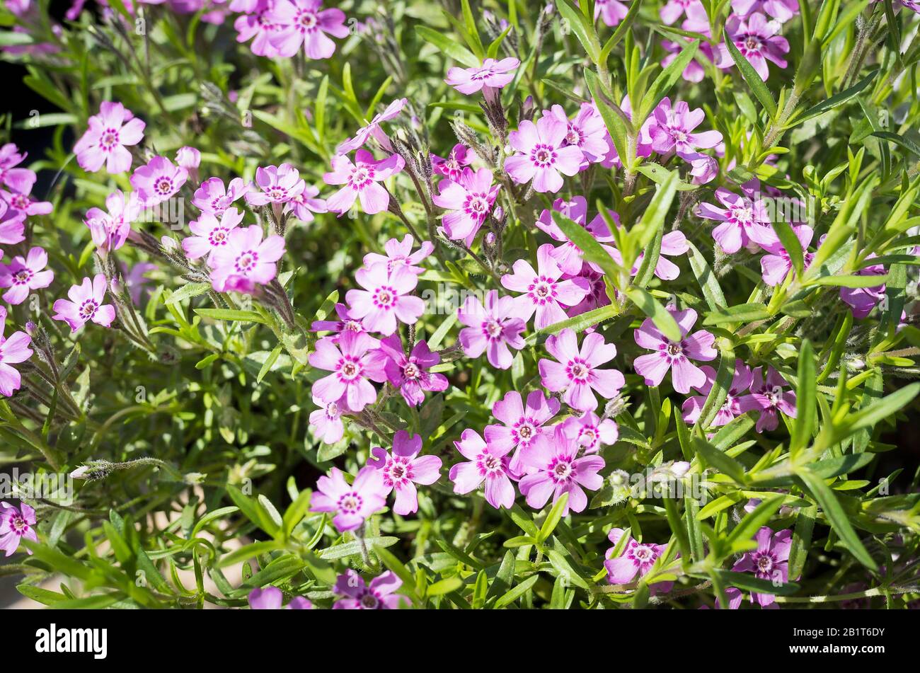 Eine Masse kleiner rosafarbener Blumen auf dem niedrig wachsenden Phlox-Zwergkarpet, der im Mai in Großbritannien blüht Stockfoto