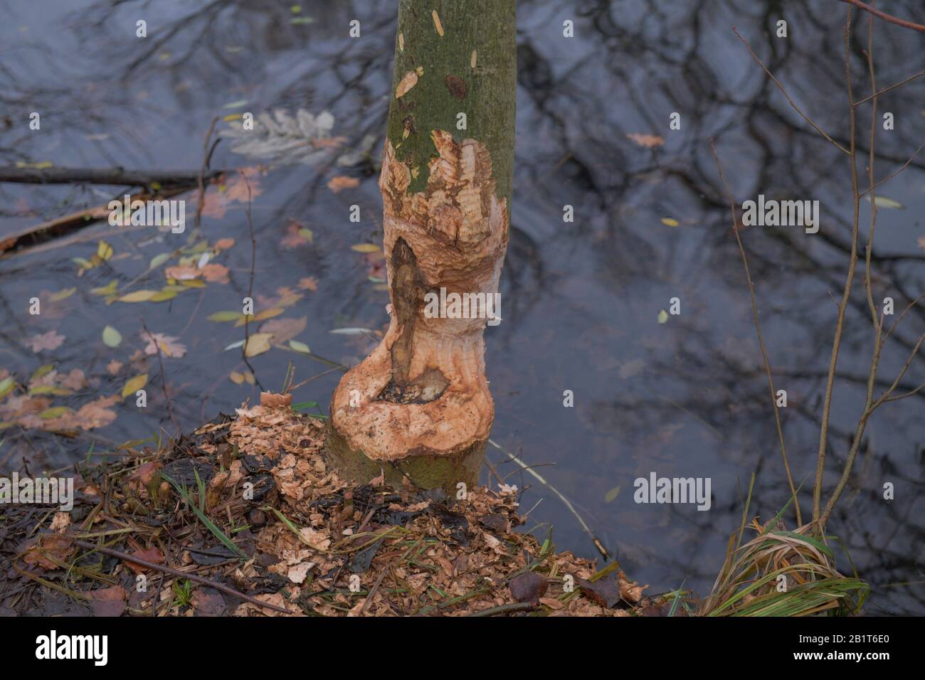 Biberschäden, Baum, Schlosspark Charlottenburg, Berlin, Deutschland Stockfoto