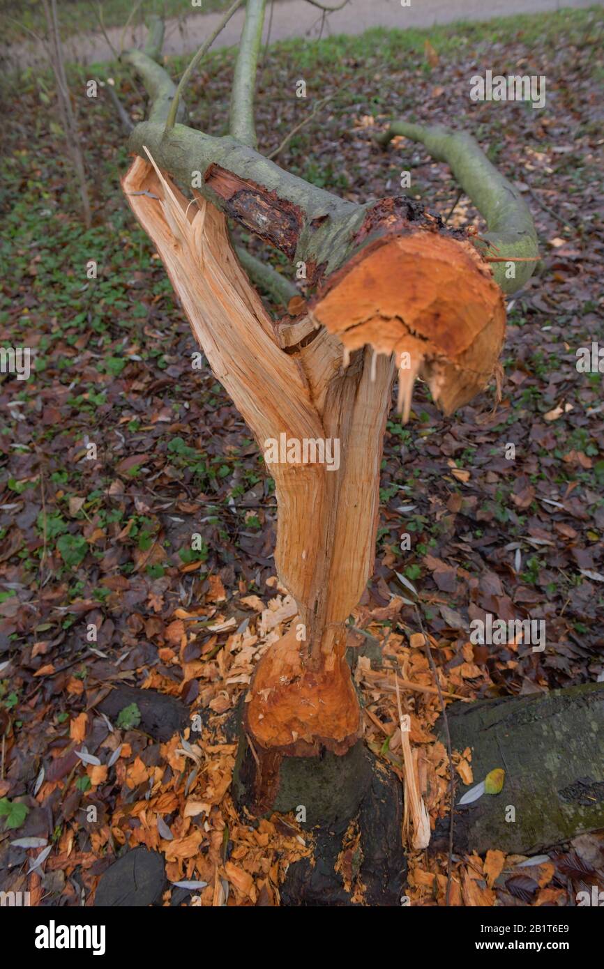 Biberschäden, Baum, Schlosspark Charlottenburg, Berlin, Deutschland Stockfoto