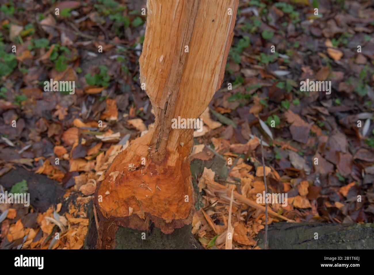 Biberschäden, Baum, Schlosspark Charlottenburg, Berlin, Deutschland Stockfoto