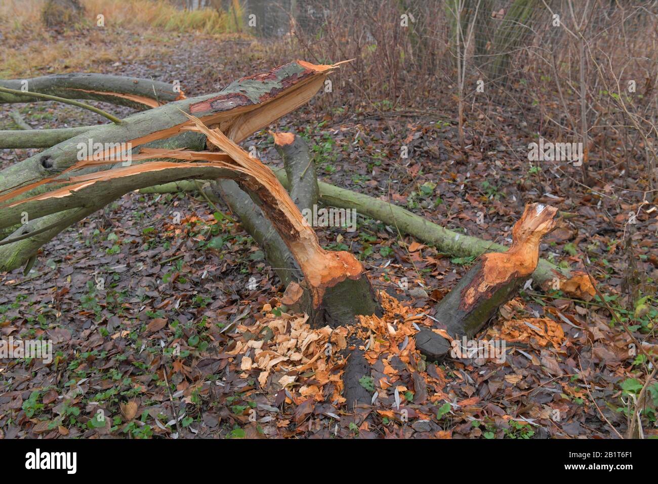 Biberschäden, Baum, Schlosspark Charlottenburg, Berlin, Deutschland Stockfoto