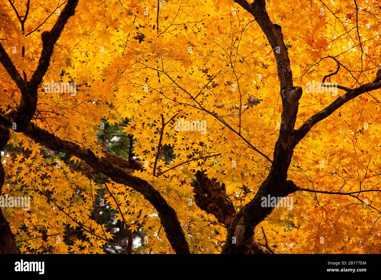 Kōyō (Koyo - Herbstlaub) Wenn der Herbst fällt, verwandelt er Japans Wälder strahlende Schattierungen von Rot, Orange und Gelb. Fotografiert in Japan im November Stockfoto