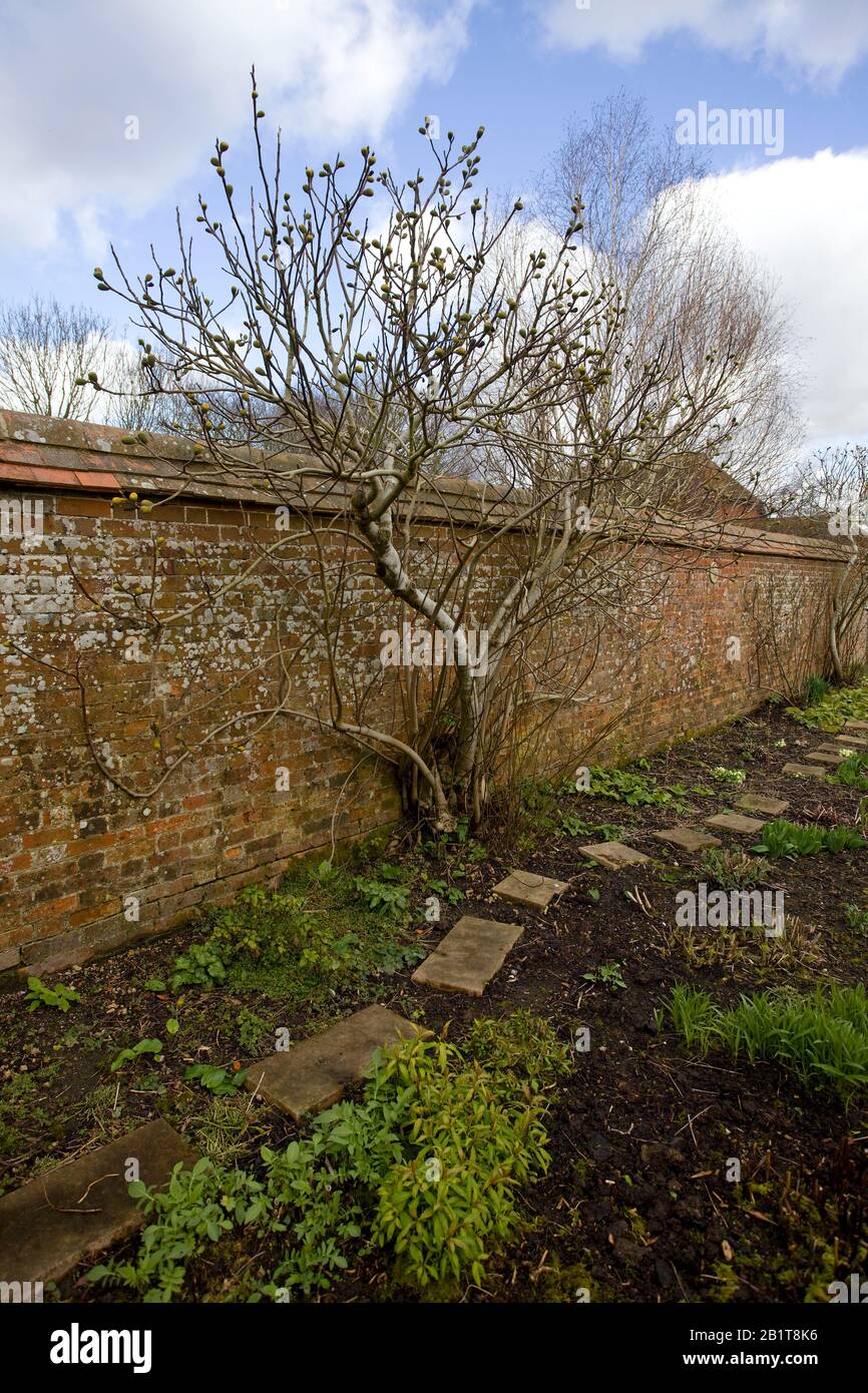 Feigenbaum daneben im ummauerten Garten. Oxfordshire Stockfoto