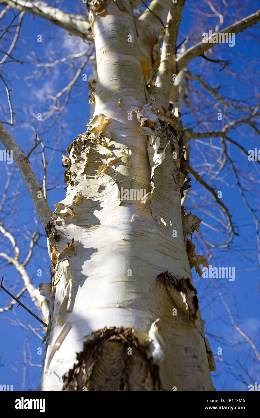 Silberne Birke mit blauem Himmelshintergrund Stockfoto