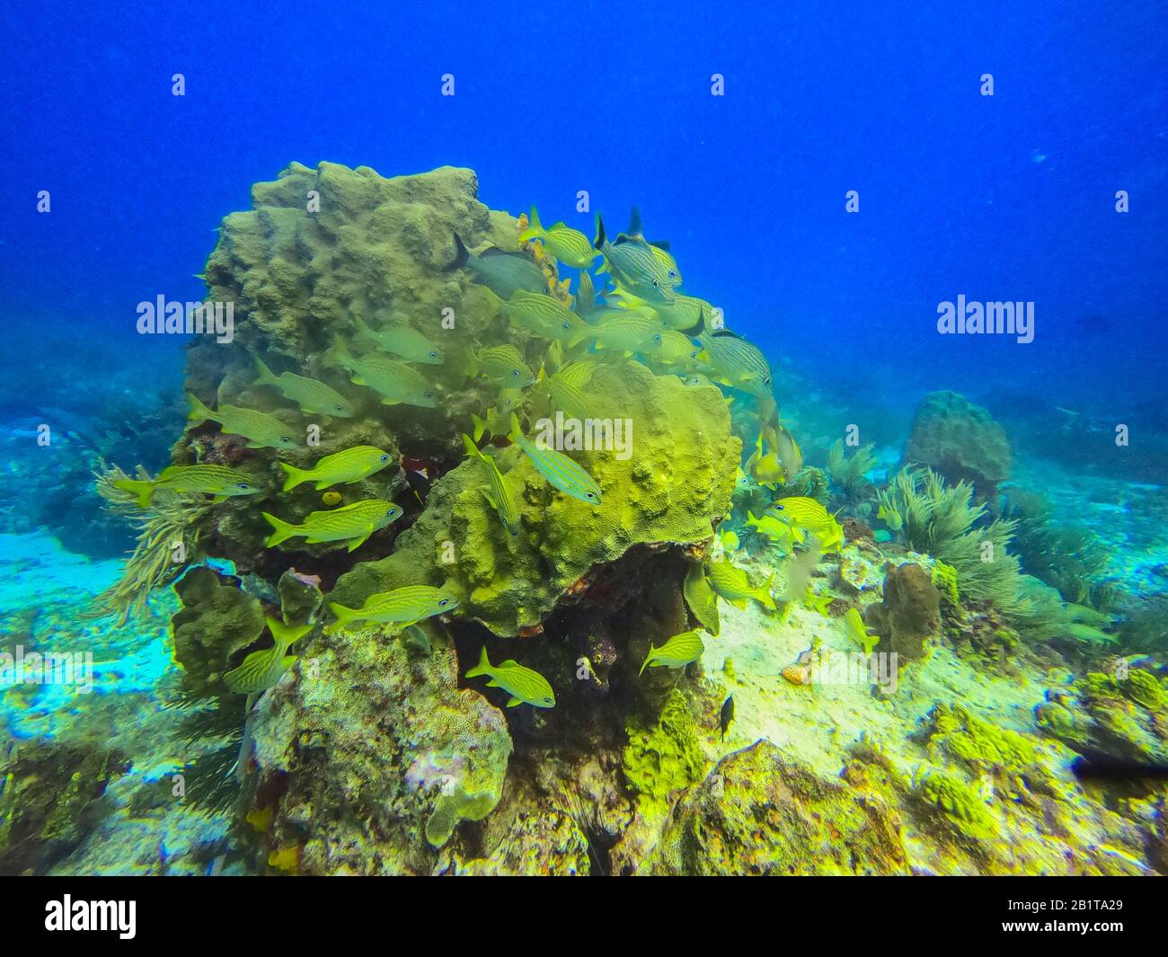 Schönes Meeresleben in Cancun Mexiko Nordamerika Stockfoto