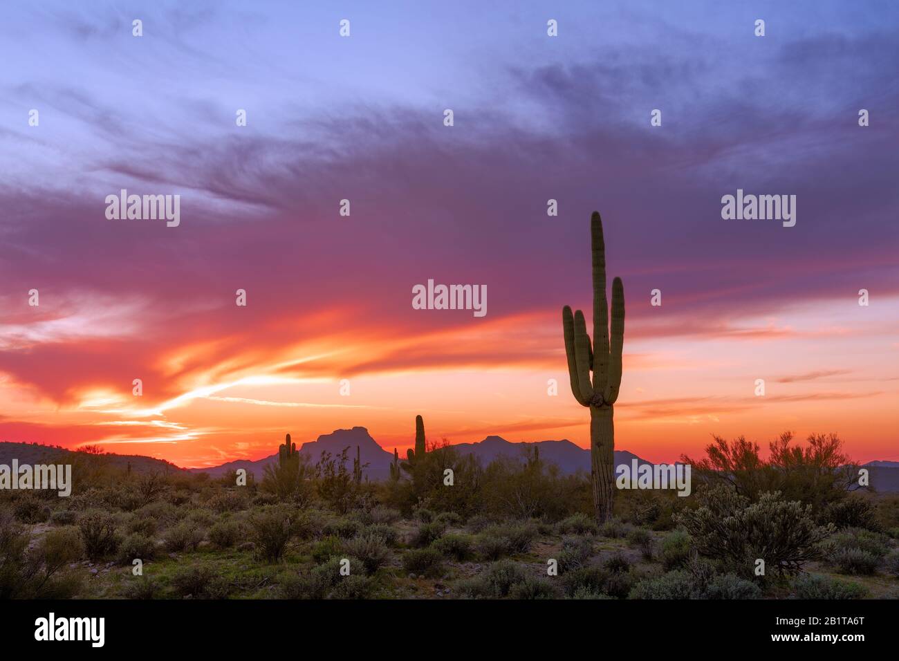 Landschaftlich reizvolle Wüstenlandschaft Sonoras bei Sonnenuntergang mit Saguaro Kaktus in der Nähe von Phoenix, Arizona Stockfoto