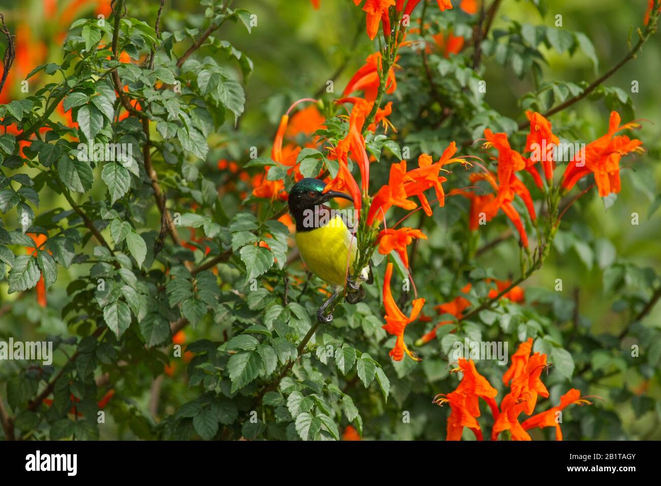 Ein purpurrot gerumpter Sonnenvogel, der Nektar aus der Blüte trinkt. Er wurde in einem städtischen Park in Bangalore (Indien) fotografiert. Stockfoto