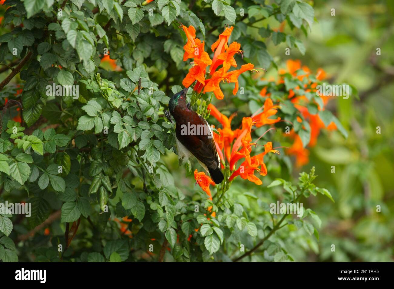 Ein purpurrot gerumpter Sonnenvogel, der Nektar aus der Blüte trinkt. Er wurde in einem städtischen Park in Bangalore (Indien) fotografiert. Stockfoto