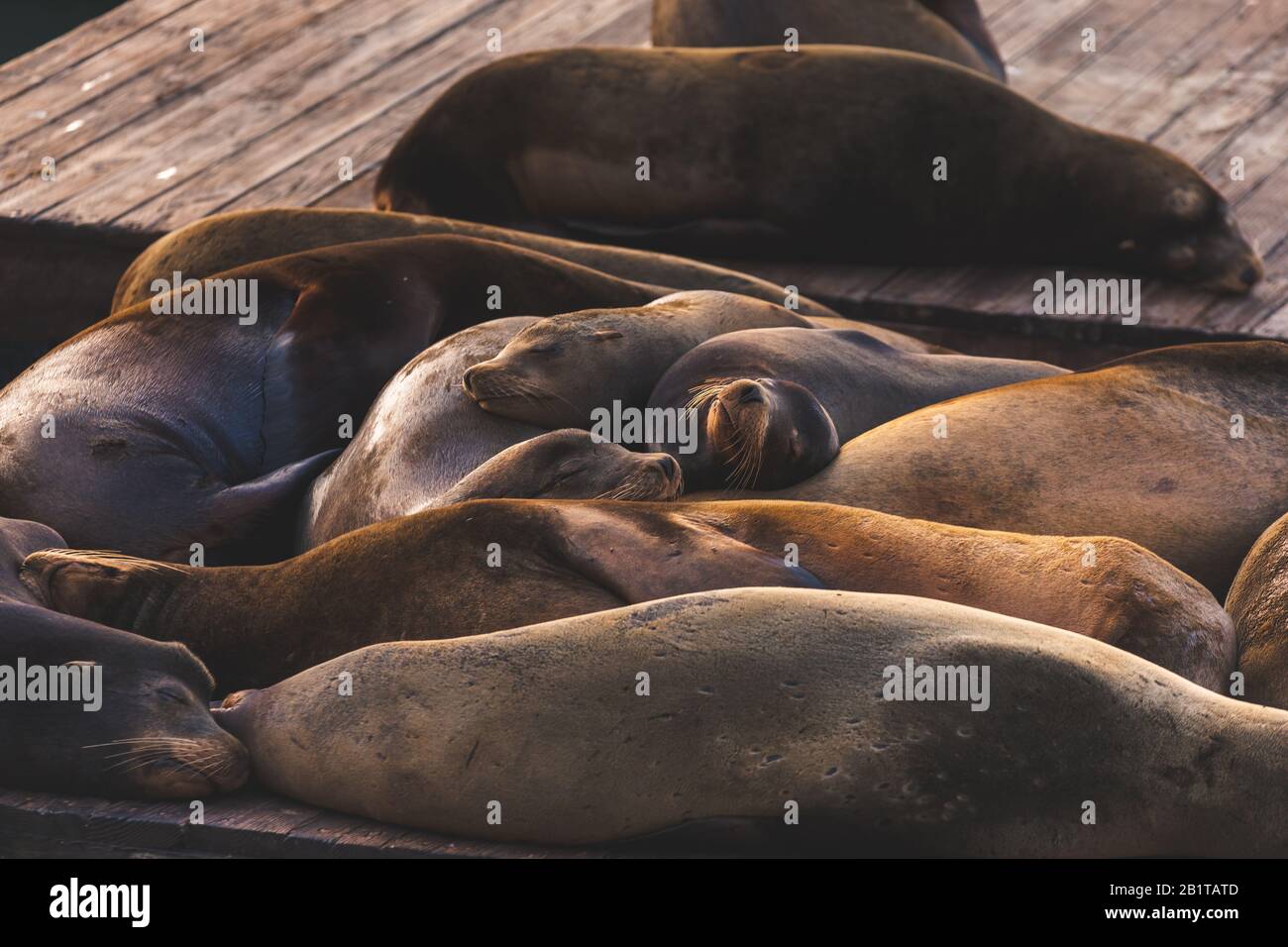 Seelöwen in Pier 39, San Francisco, Bundesstaat Kalifornien, USA. Stockfoto