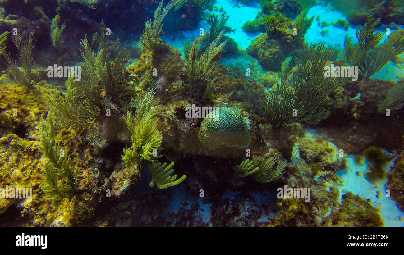 Schöne Meeresbewohner Korallen in Cancun Mexiko Nordamerika Stockfoto