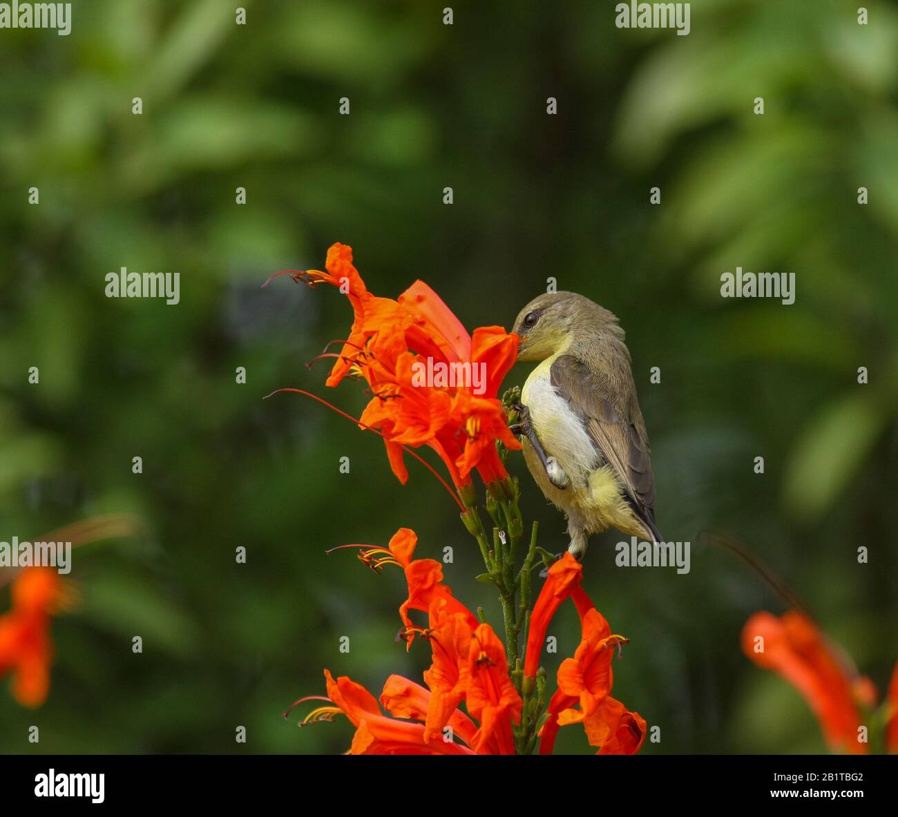 Ein weiblicher, purpurrot gerumpter Sonnenvogel, der Nektar aus der Blume trinkt - fotografiert in einem städtischen Park in Bangalore (Indien) Stockfoto