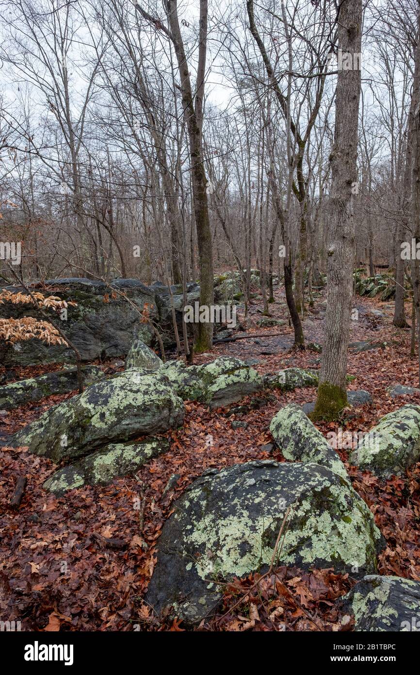 Wald, Great Falls, Virginia, USA Stockfoto