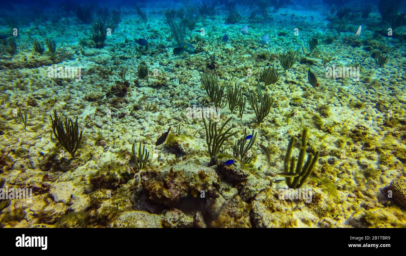 Schöne Meeresbewohner Korallen in Cancun Mexiko Nordamerika Stockfoto