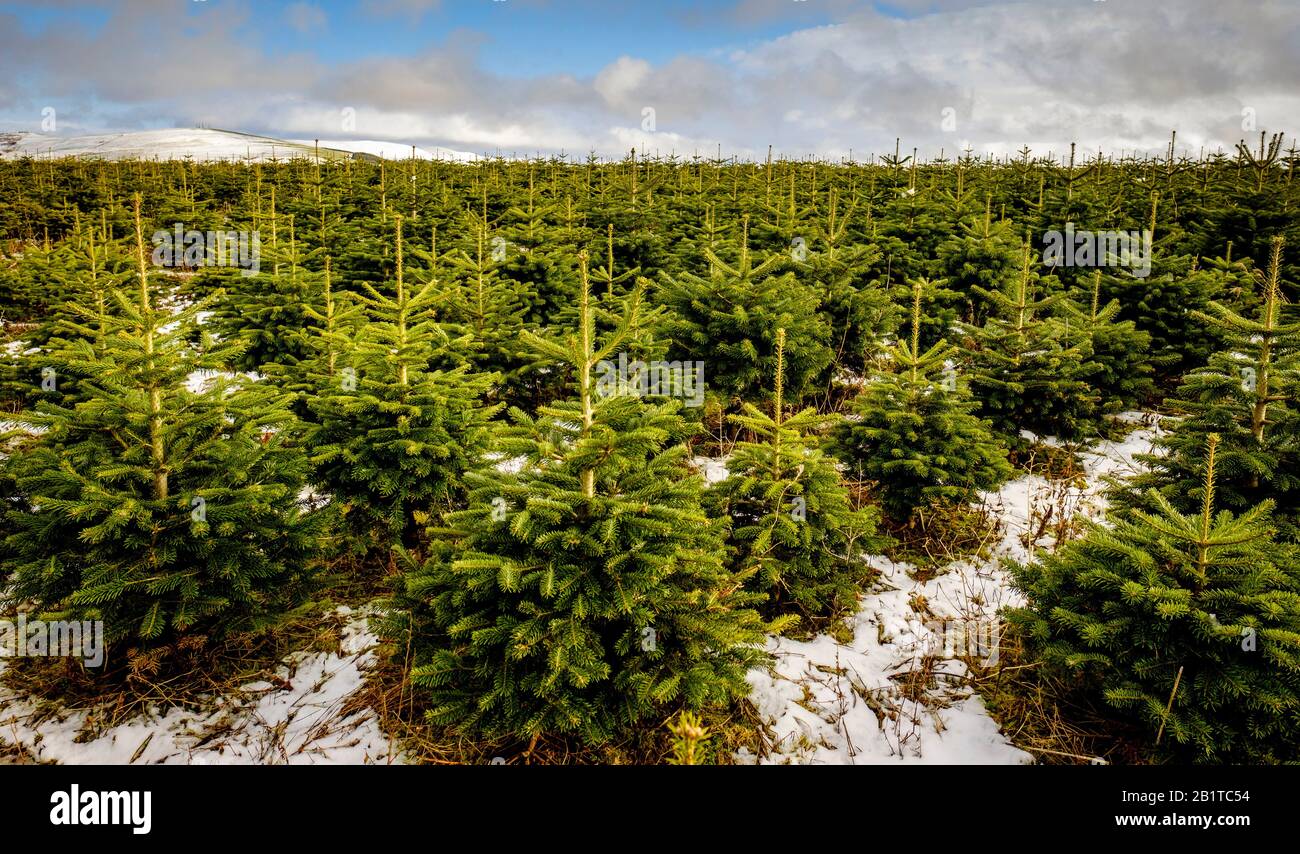 Weihnachtsbäume wachsen auf einer "Christmas Tree Farm" in South Lanarkshire, Schottland Stockfoto