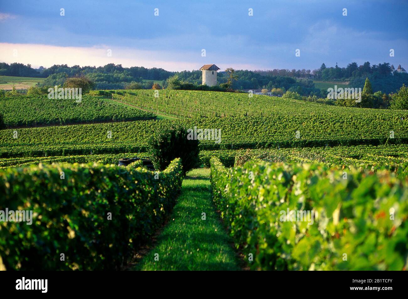 Weinberg in Entre Deux Mers, Gironde, Region Aquitanien, Frankreich, Europa Stockfoto