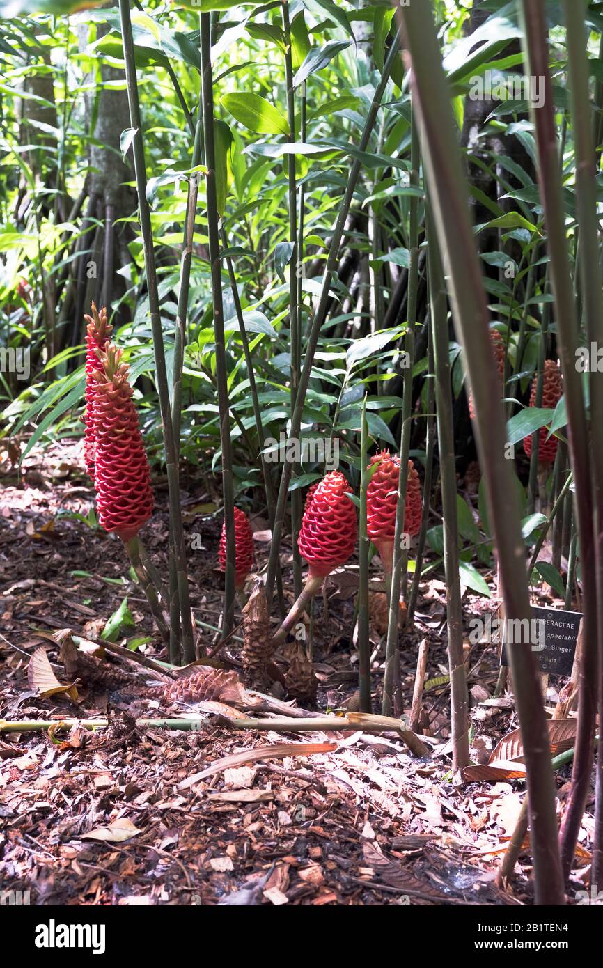 dh Botanischer Garten CAIRNS AUSTRALIEN Zingiberaceae spectabile Bienenstock Ingwer tropisch Pflanzen Garten Blume Lebensraum Stockfoto