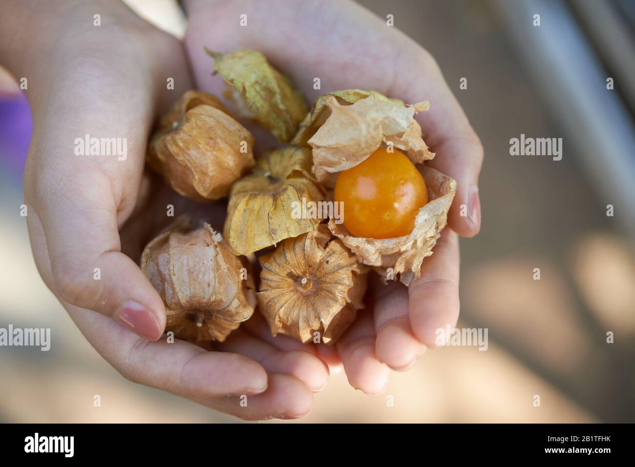 Nahansicht der Hände, die Cape Gänsebeere halten Stockfoto