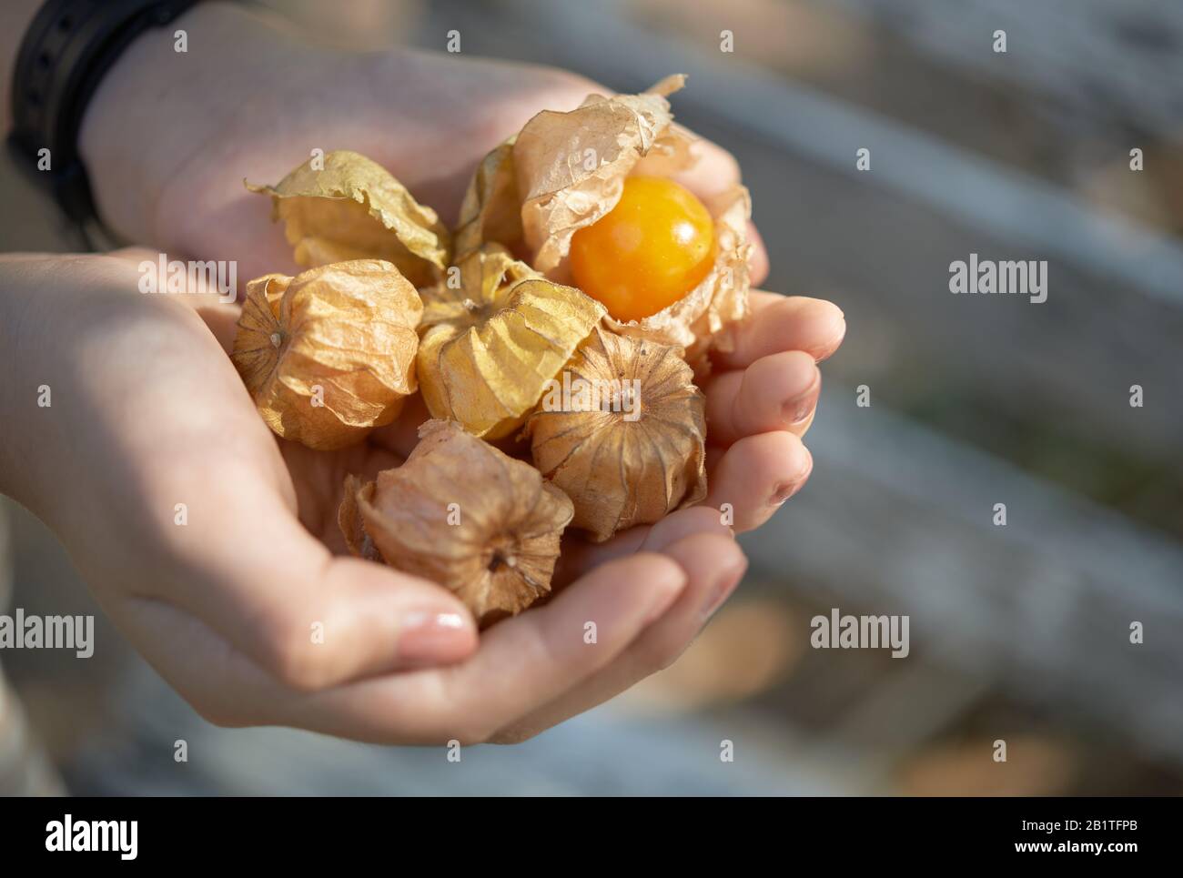 Nahansicht der Hände, die Cape Gänsebeere halten Stockfoto