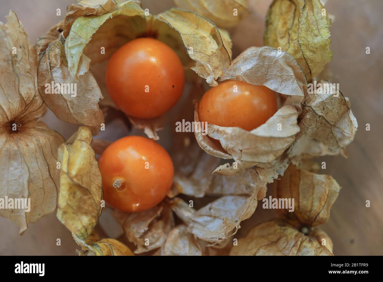 Nahaufnahme der reifen kap-stachelbeeren Stockfoto