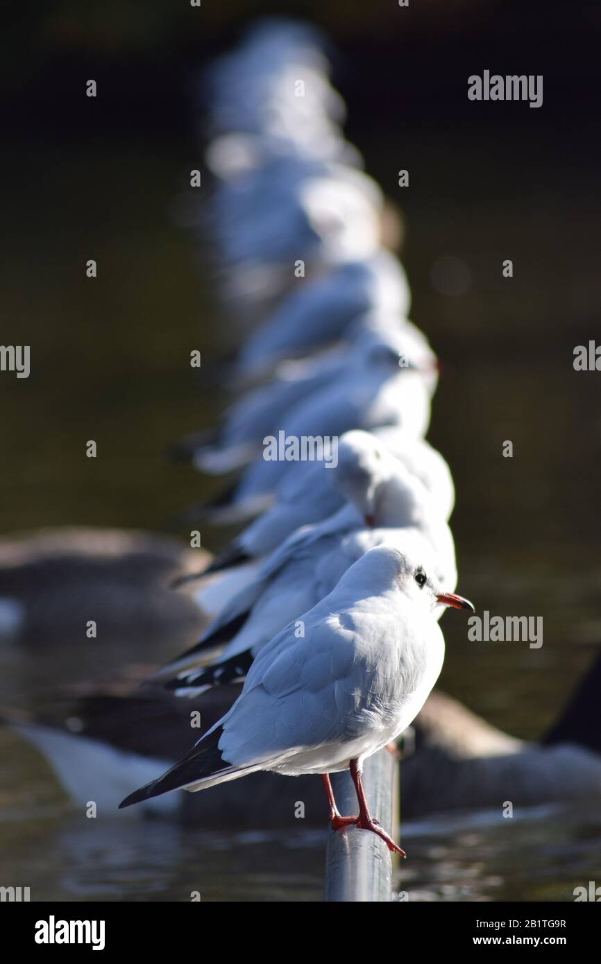 Vögel Stockfoto