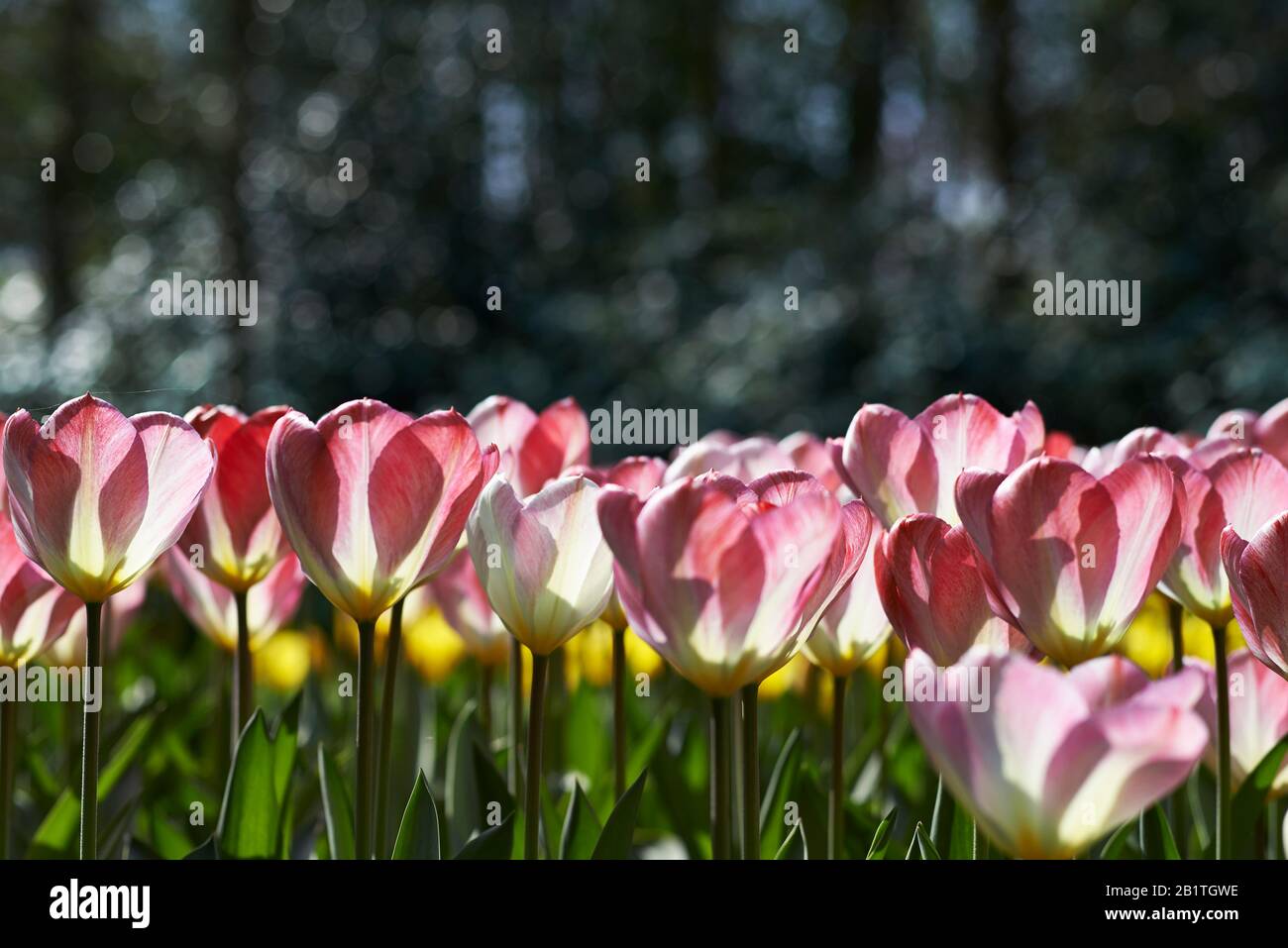 Atemberaubende Seitenansicht von rosa Tulpe Blumen in voller heller Sonnenschein Stockfoto