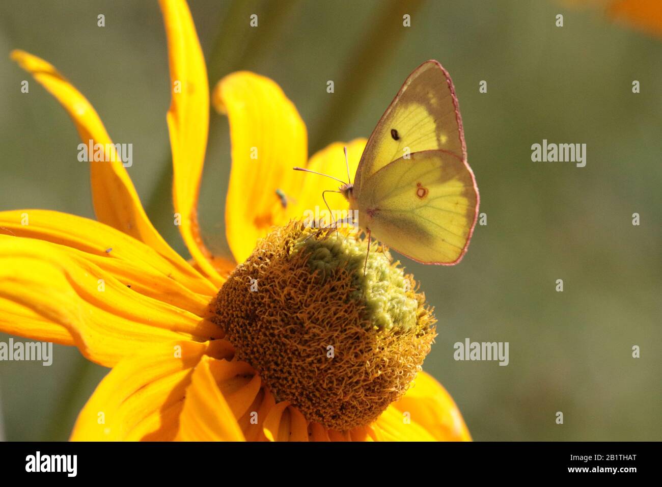 Gelben Schmetterling auf gelbe Blume Stockfoto