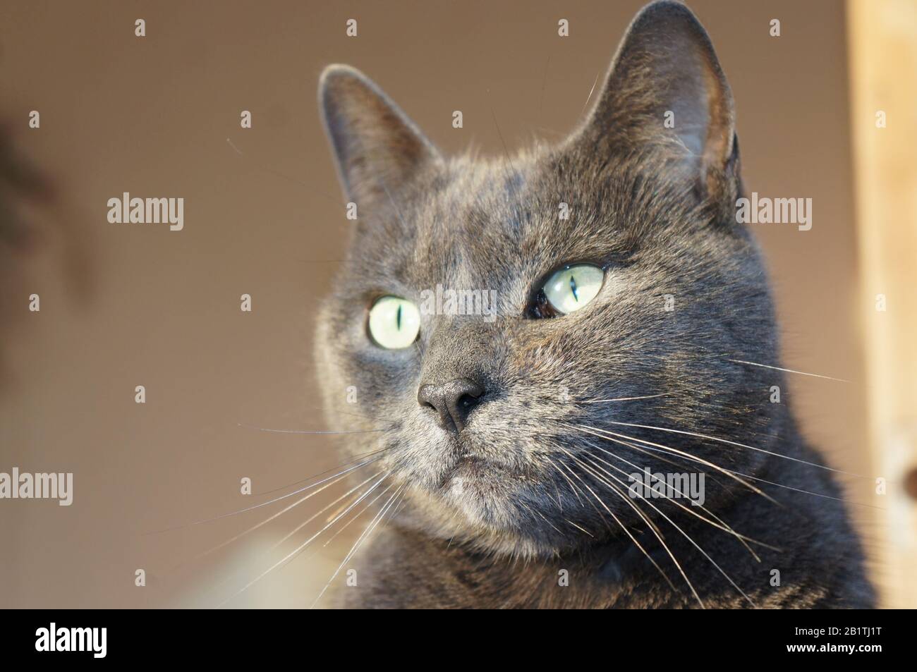 Das Gesicht einer grauen Katze mit grünen Augen mit unfokusstem Innenhintergrund Stockfoto