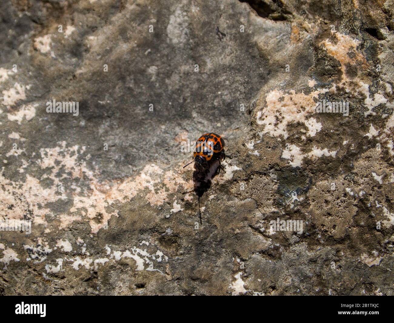 Rote und schwarze Marienkäferspezie auf einem Felsen. Buenos Aires, Argentinien. Stockfoto