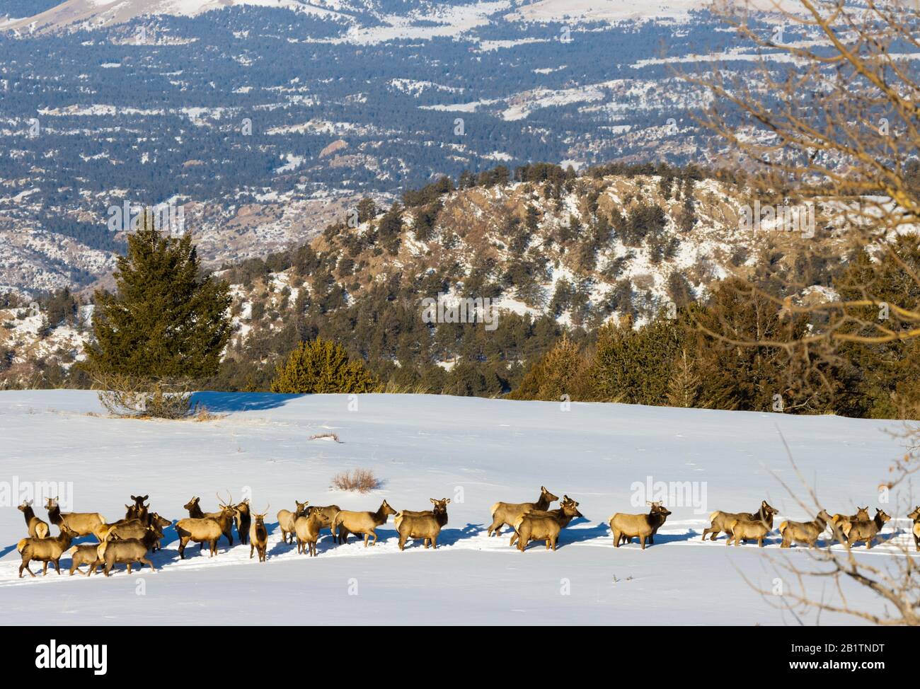 Kleine Elchherde machen sich auf einem schneebedeckten Berggipfel im Pike National Forest of Colorado durch Tiefschnee Stockfoto