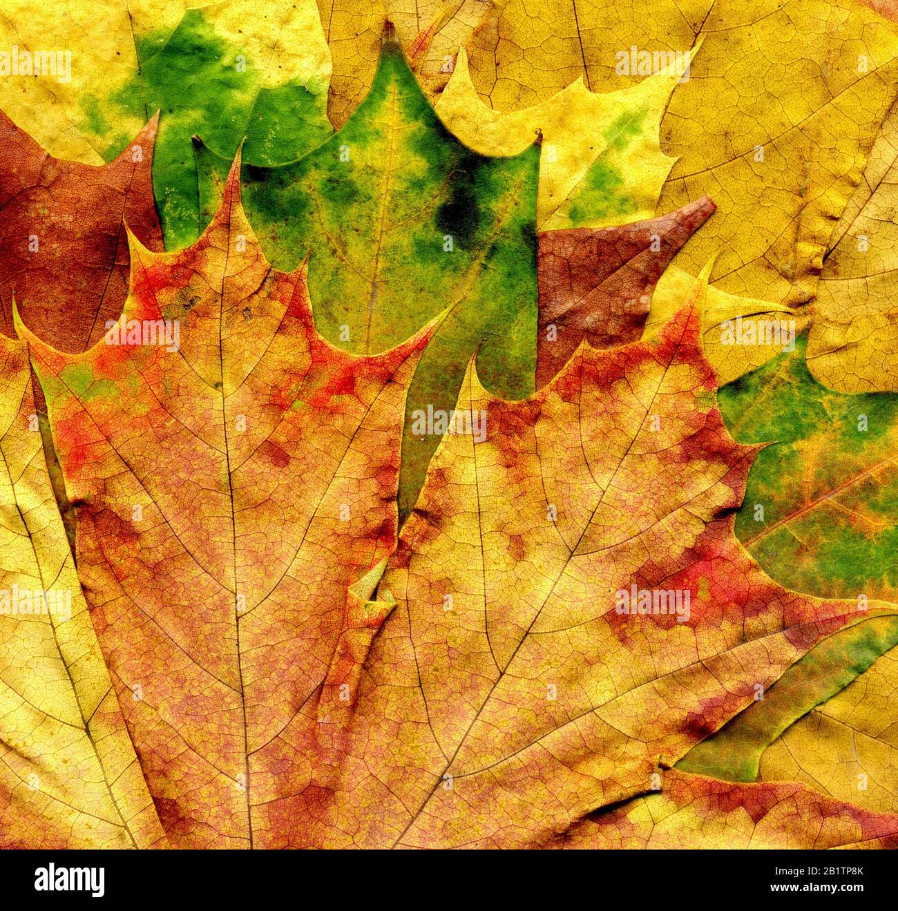 Sehr detaillierte Struktur aus Ahorn im Herbst, Makrohintergrund. Stockfoto