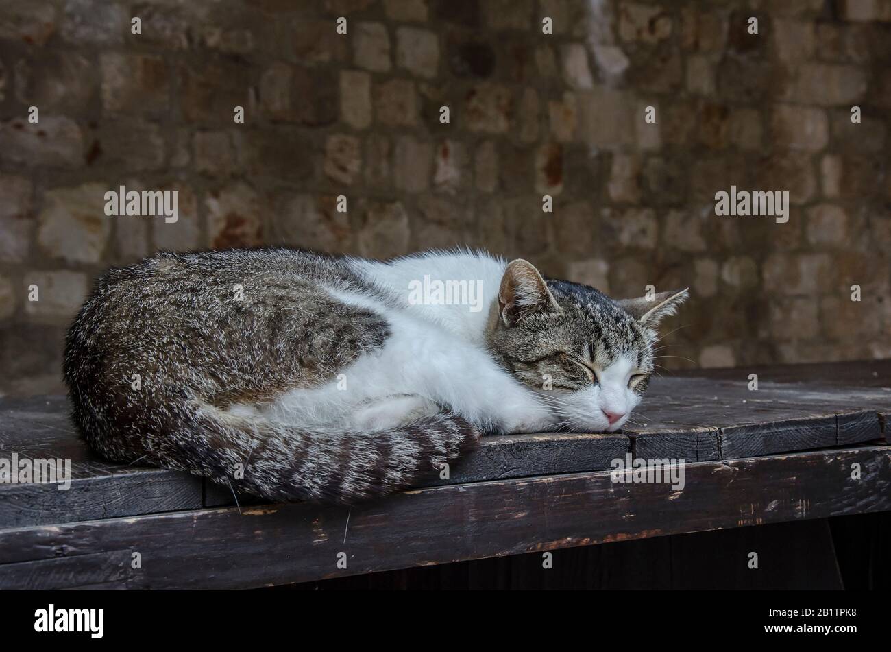 Katze schläft auf einer Bank. Weiß mit brauner Tabby-Katze. Stockfoto