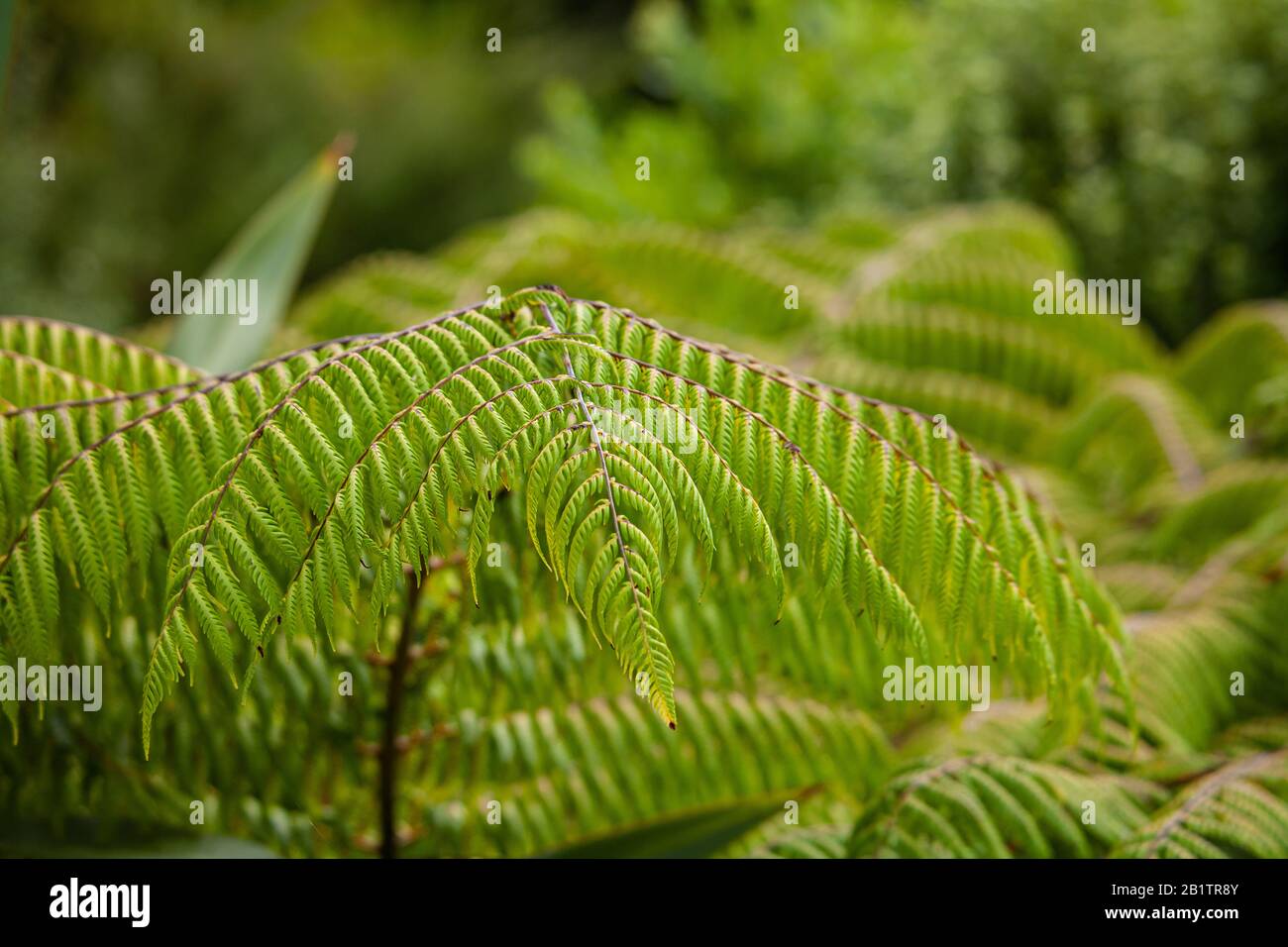 Cyathea Dealbata Frond Stockfoto