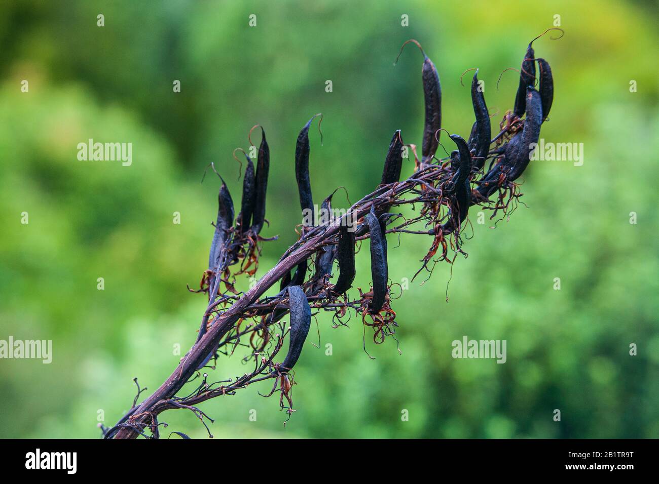 Phormium-Tenax (Neuseeland-Flachs)-Samenpoden Stockfoto