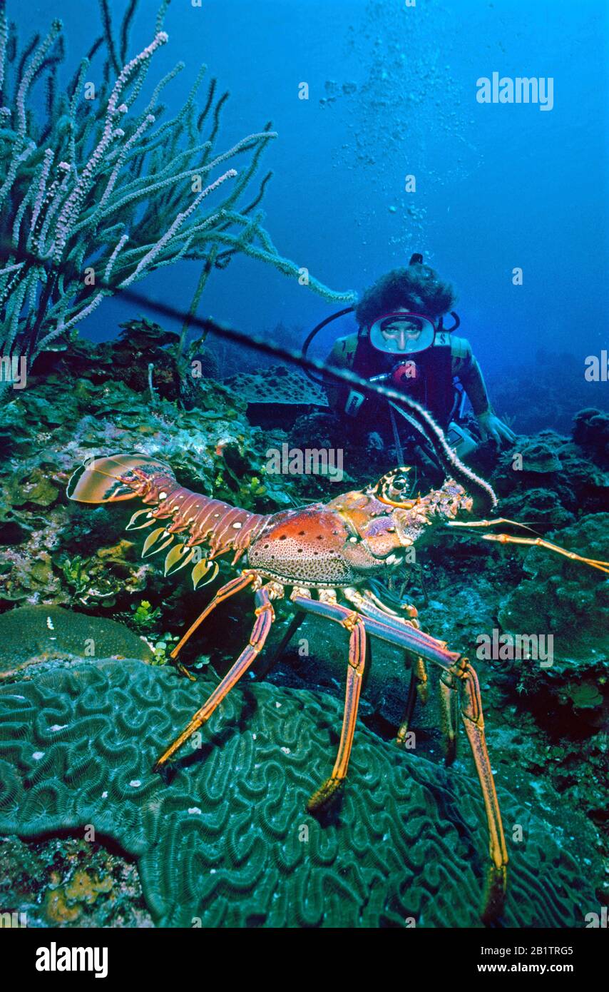 Sporttaucher hinter einem karibischen Spiny Lobster (Panulirus argus), Curacao Stockfoto